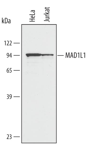 Detection of Human MAD1L1 antibody by Western Blot.