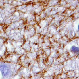 MAGI2 antibody in Human Brain by Immunohistochemistry (IHC-P).