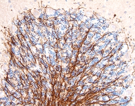 MAG/Siglec-4a antibody in Rat Brain by Immunohistochemistry (IHC-Fr).