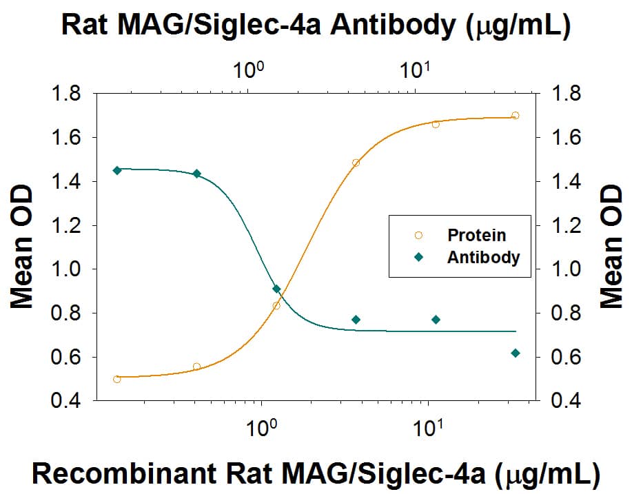 Cell Adhesion Mediated by MAG/Siglec-4a and Neutralization by Rat MAG/Sigle-4a Antibody.