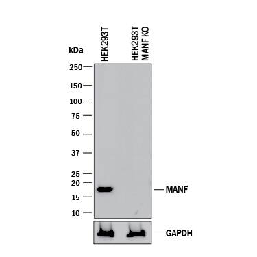 Western Blot Shows Human MANF Antibody Specificity by Using Knockout Cell Line.