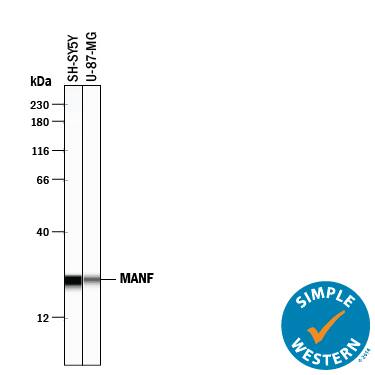 Detection of Human MANF antibody by Simple WesternTM.