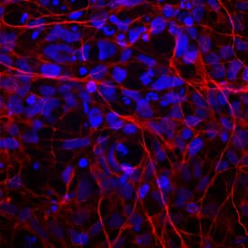 MAP2 antibody in Human Embryonic Stem Cells by Immunocytochemistry (ICC).