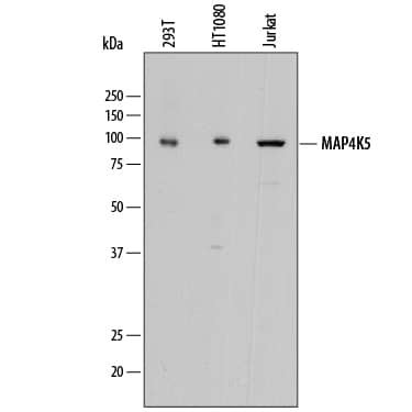 Detection of Human MAP4K5 antibody by Western Blot.