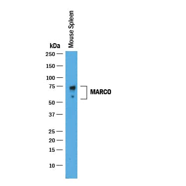 Detection of Mouse MARCO antibody by Western Blot.