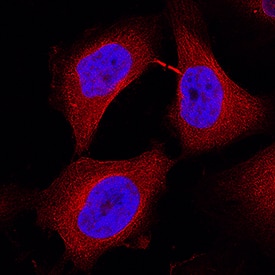 MASTL antibody in HeLa Human Cell Line by Immunocytochemistry (ICC).