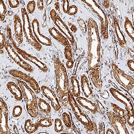 MAVS antibody in Human Kidney by Immunohistochemistry (IHC-P).