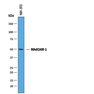 Detection of Mouse MAdCAM-1 antibody by Western Blot.