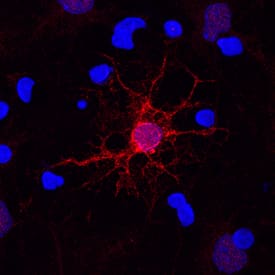 MBP antibody in Rat Cortical Stem Cells by Immunocytochemistry (ICC).
