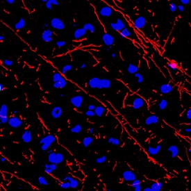 MBP antibody in Rat Brain by Immunohistochemistry (IHC-Fr).