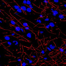 MBP antibody in Mouse Brain by Immunohistochemistry (IHC-Fr).