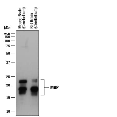 Detection of Mouse and Rat MBP antibody by Western Blot.