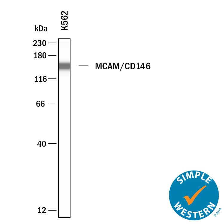 Detection of Human MCAM/CD146 antibody by Simple WesternTM.