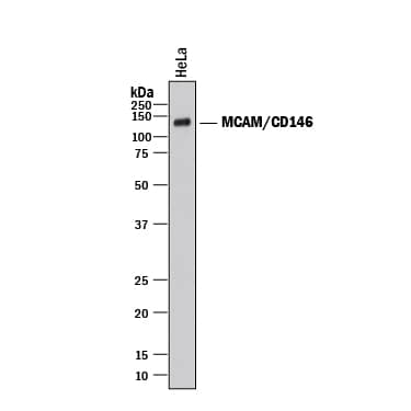 Detection of Human MCAM/CD146 antibody by Western Blot.