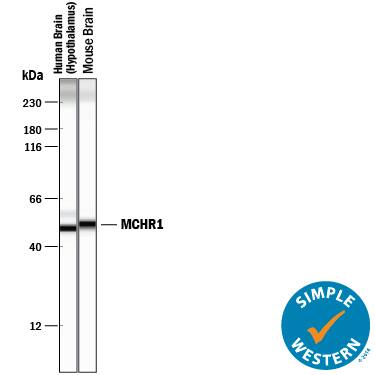 Detection of Human and Mouse MCHR1 antibody by Simple WesternTM.
