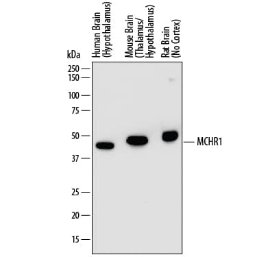 Detection of Human, Mouse, and Rat MCHR1 antibody by Western Blot.