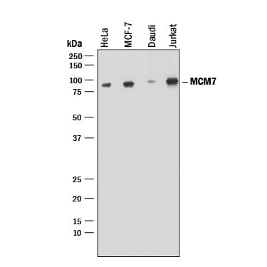 Detection of Human MCM7 antibody by Western Blot.