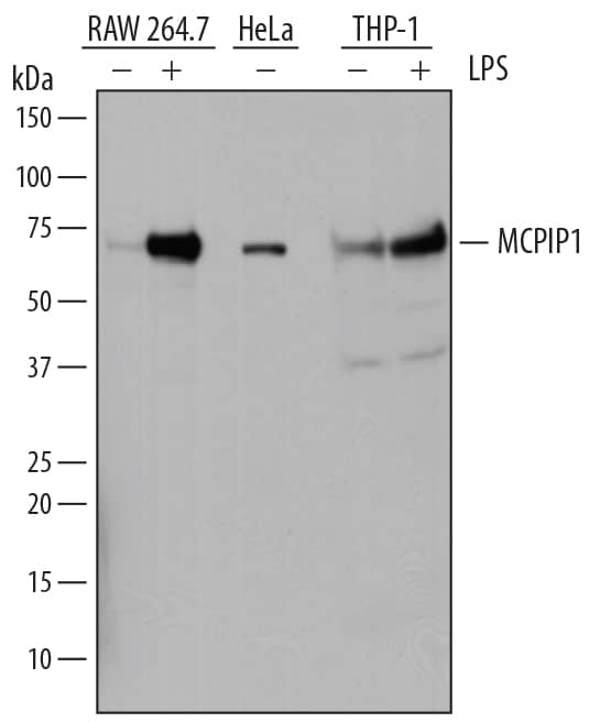 Detection of Human and Mouse MCPIP1 antibody by Western Blot.