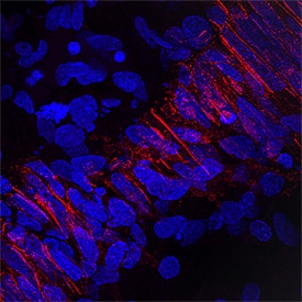 M-Cadherin/Cadherin-15 antibody in Human Embryonic Muscle by Immunohistochemistry (IHC-Fr).