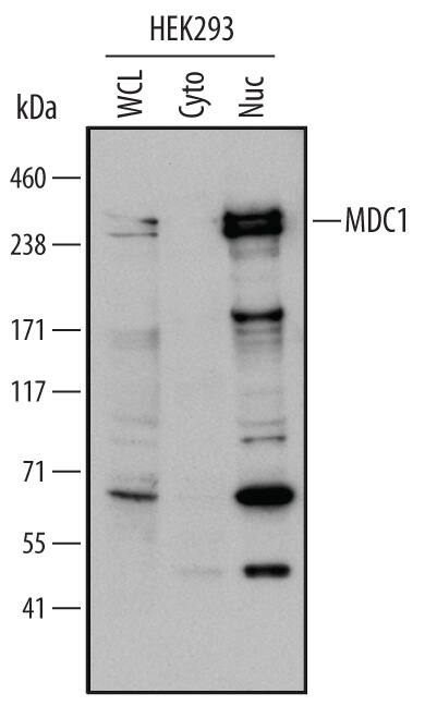 Detection of Human MDC1 antibody by Western Blot.