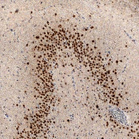 MEF2C antibody in Human Brain by Immunohistochemistry (IHC-P).