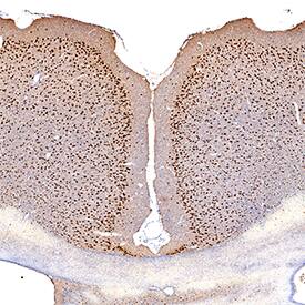 MEF2C antibody in Mouse Brain by Immunohistochemistry (IHC-Fr).