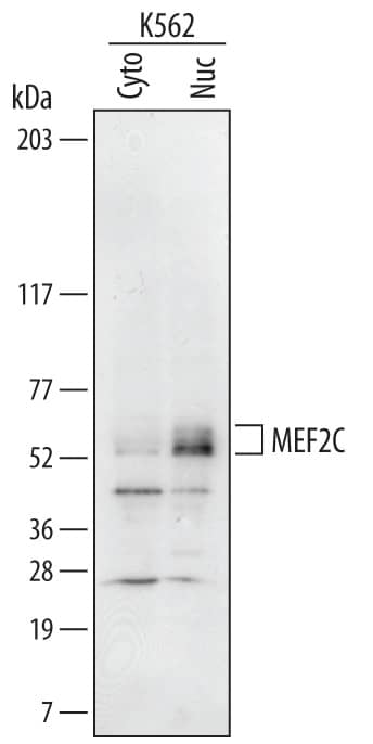 Detection of Human MEF2C antibody by Western Blot.