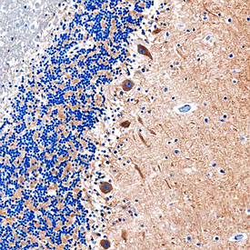 MEGF9 antibody in Human Brain by Immunohistochemistry (IHC-P).