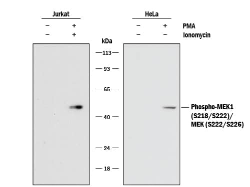 Detection of Human Phospho-MEK1 (S218/S222)/ MEK2 (S222/S226) antibody by Western Blot.