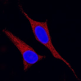 MEK2 antibody in HeLa Human Cell Line by Immunocytochemistry (ICC).