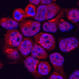 MEKK2 antibody in 293T Human Cell Line by Immunocytochemistry (ICC).