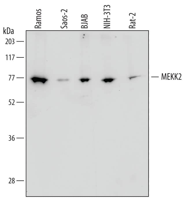 Detection of Human, Mouse, and Rat MEKK2 antibody by Western Blot.