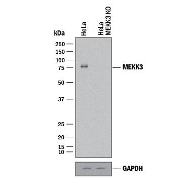 Western Blot Shows Human MEKK3 Antibody Specificity by Using Knockout Cell Line.