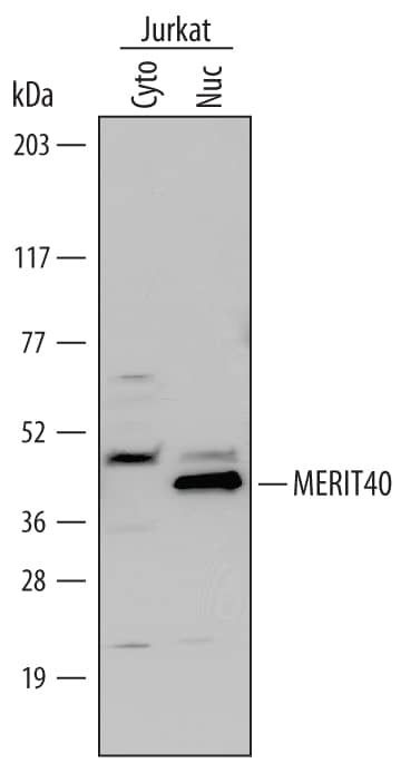 Detection of Human MERIT40 antibody by Western Blot.