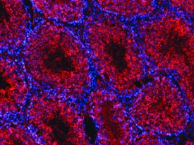MESDC2 antibody in Mouse Testis by Immunohistochemistry (IHC-Fr).