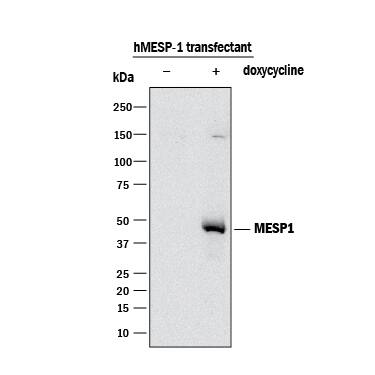 Detection of Human MESP1 antibody by Western Blot.