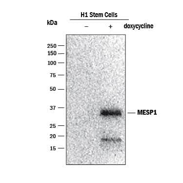 Detection of Human MESP1 antibody by Western Blot.