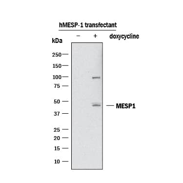 Detection of Human MESP1 antibody by Western Blot.