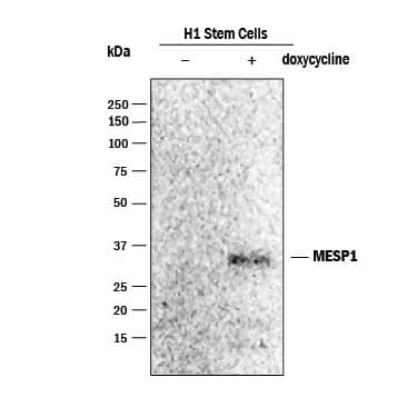 Detection of Human MESP1 antibody by Western Blot.