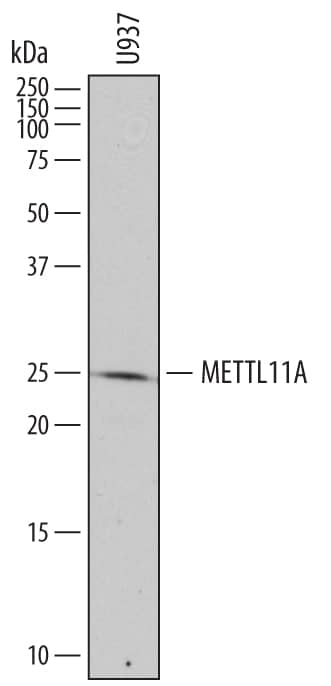 Detection of Human a-N-terminal Methyltransferase 1A/ METTL11A antibody by Western Blot.