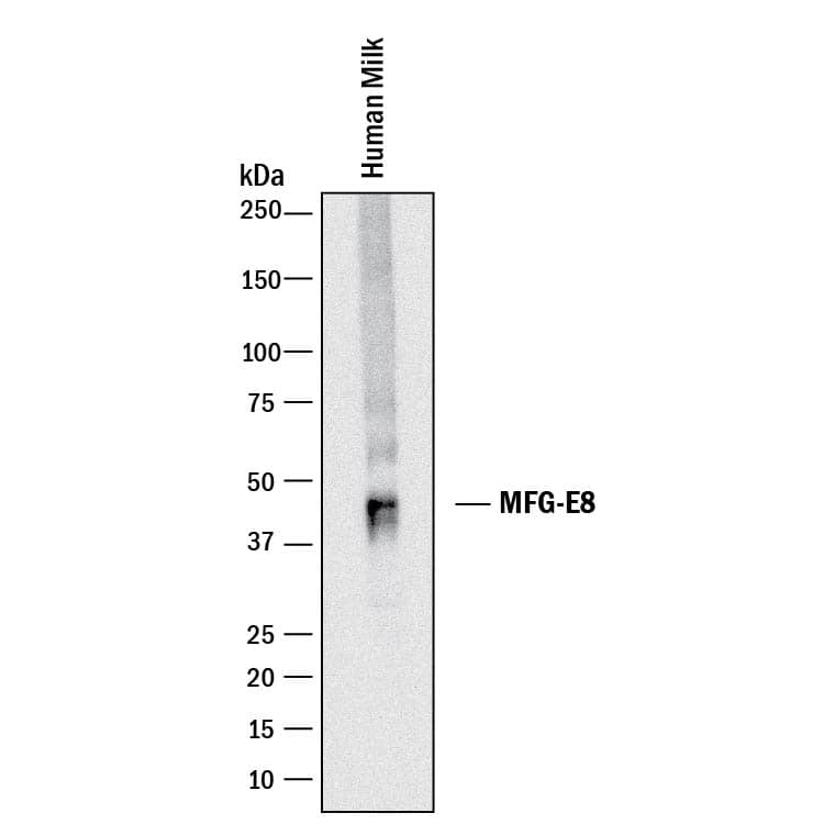 Detection of Human MFG-E8 antibody by Western Blot.