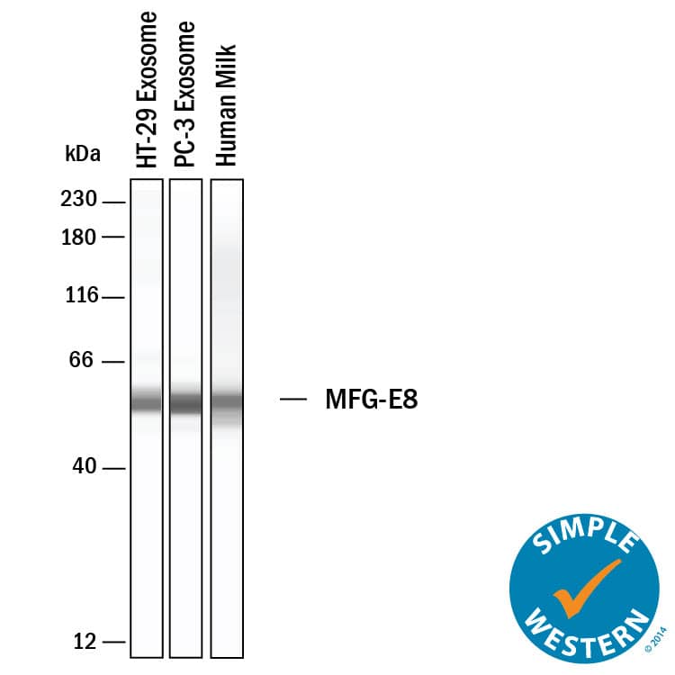 Detection of Human MFG-E8 antibody by Simple WesternTM.