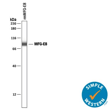 Detection of Mouse MFG-E8 antibody by Simple WesternTM.