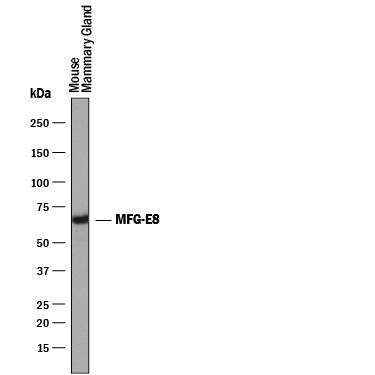 Detection of Mouse MFG-E8 antibody by Western Blot.