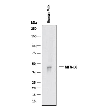 Detection of Human MFG-E8 antibody by Western Blot.