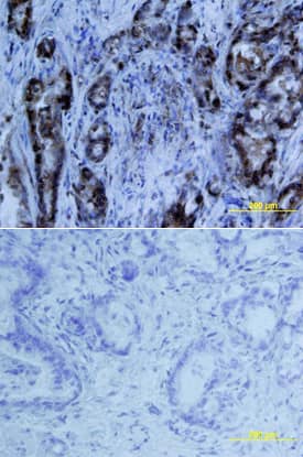 MIA antibody in Human Pancreas by Immunohistochemistry (IHC-P).