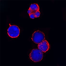 MICL/CLEC12A antibody in Mouse Splenocytes by Immunocytochemistry (ICC).