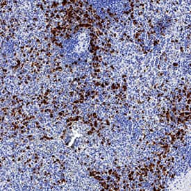 MICL/CLEC12A antibody in Human Spleen by Immunohistochemistry (IHC-P).