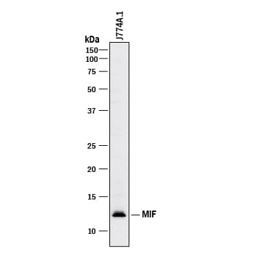 Detection of Mouse MIF antibody by Western Blot.