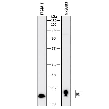 Detection of Mouse and Rat MIF antibody by Western Blot.